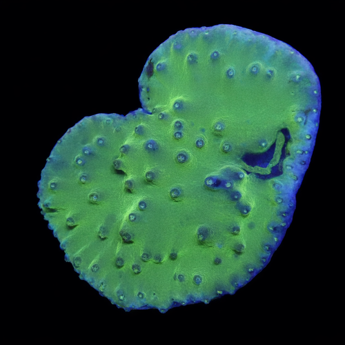 Turbinaria Green S (Ong. 4-5 cm) WYSIWYG (1771140740396)