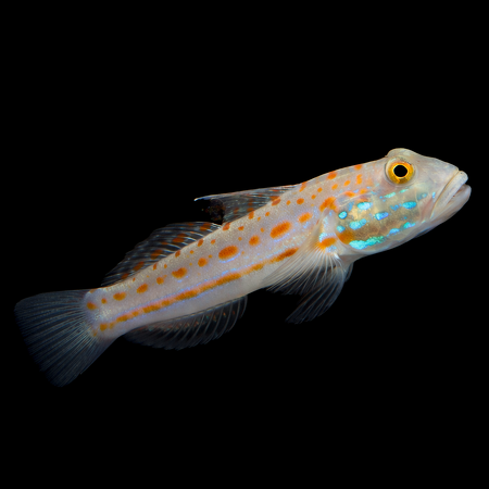 Valenciennea puellaris (Diamond Watchman Goby)