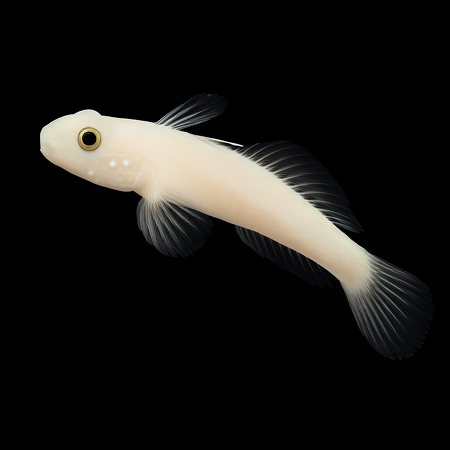 Valenciennea sexguttata (Sixspot goby)