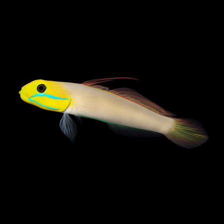 Valenciennea strigata (Blueband goby)