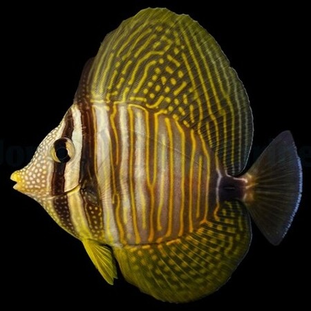 Zebrasoma desjardinii (Desjardins Zeilvindoktersvis)