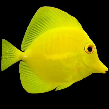 Zebrasoma flavescens - Tank Bred