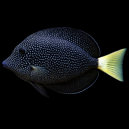 Zebrasoma gemmatum (Gem Tang)