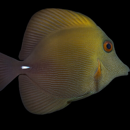 Zebrasoma scopas (Bruine Zeilvindoktersvis)