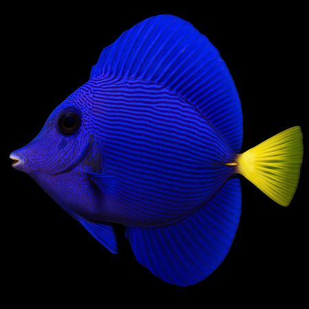 Zebrasoma xanthurum (Geelstaart-zeilvindoktervis)