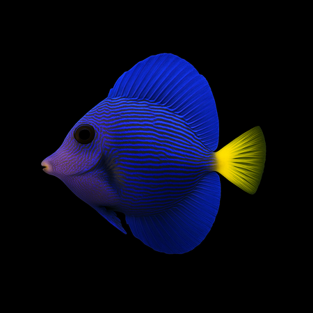 Zebrasoma xanthurum (Purple Tang) &ndash; Tank Bred