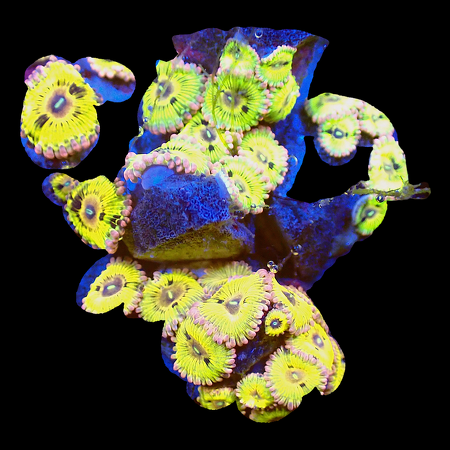 Zoanthids Ultra Garden WYSIWYG (1770551114354)