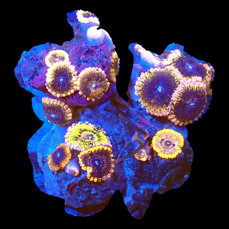Zoanthids Ultra Garden WYSIWYG (1770551139704)
