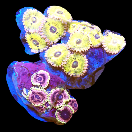 Zoanthids Ultra Garden WYSIWYG (1770551160216)