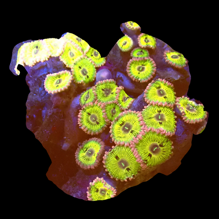 Zoanthids Ultra Garden WYSIWYG (1770551170104)