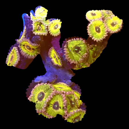 Zoanthids Ultra Garden WYSIWYG (1770551199738)