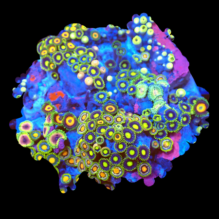 Zoanthids Ultra Garden WYSIWYG (1770551223204)