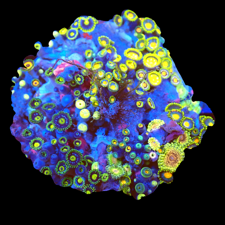 Zoanthids Ultra Garden WYSIWYG (1770551244071)