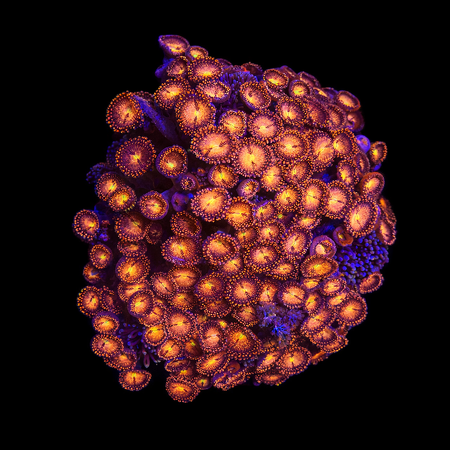 Zoanthus Alien explosion XXL (Ong. 15+ cm) WYSIWYG (1772912639529)