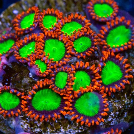 Zoanthus Electric Oompa Loompa