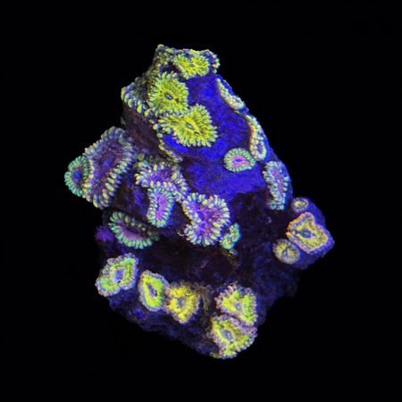 Zoanthus Pink Elephant / Stratocasters WYSIWYG (1770982142727)