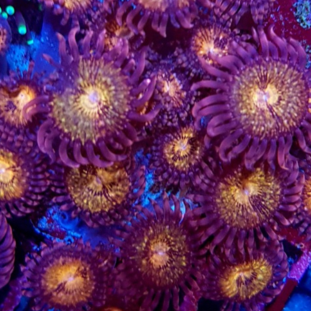 Zoanthus Pink & Gold 