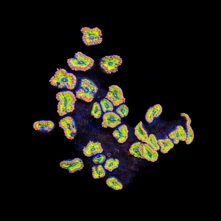 Zoanthus Stratocasters WYSIWYG (1770982040607)