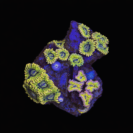 Zoanthus Stratocasters WYSIWYG (1770982146411)