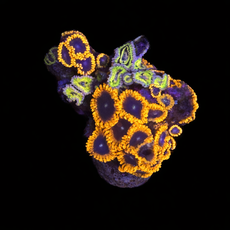 Zoanthus Ultra Garden met stratocasters WYSIWYG (1770981692984)