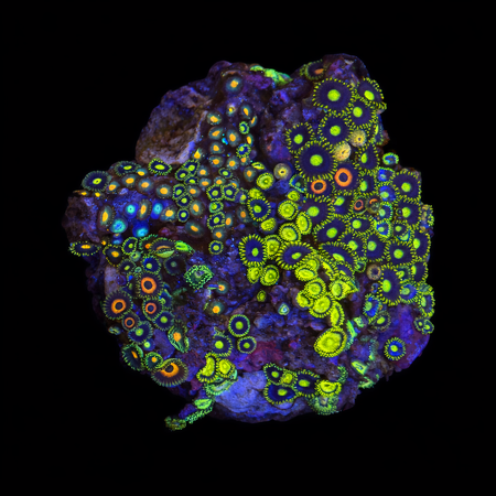 Zoanthus Ultra Garden WYSIWYG (1770982353298)