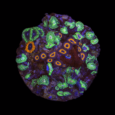 Zoanthus Ultra Garden WYSIWYG (1770982356561)