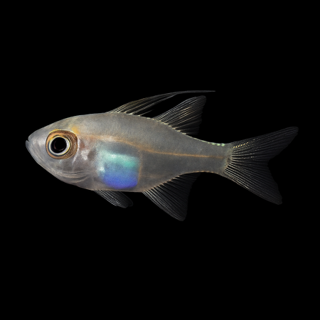 Zoramia leptacantha